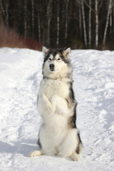 An adult dog of the Alaskan Malamute breed performs a command on a forest path in winter in sunny weather. Vertical photo