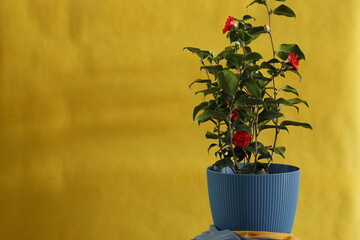 Roślina zielona kwitnąca na czerwono na żółtym tle w niebieskiej donicy