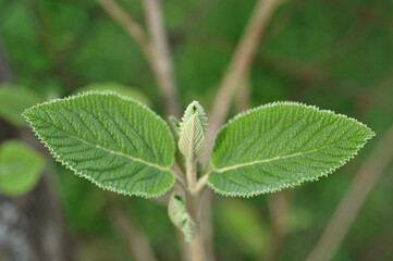 Natural background, young leaves of Viburnum lantana, the wayfare
