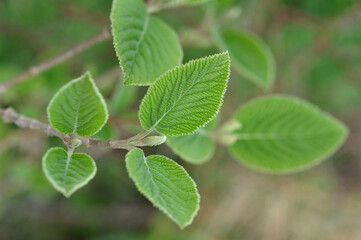 Natural background, young leaves of Viburnum lantana, the wayfare