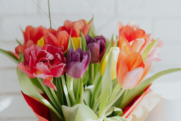 the colorful tulip