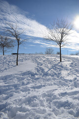 tree in snow