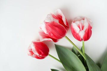 greeting card design. bouquet of tulips on a white background and space for text 