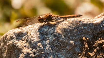 Macro of a beautiful dragonfly on a branch on a sunny summer day