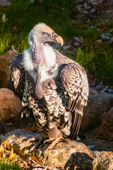Portrait of a vulture with a white collar sitting on a rock on a sunny summer day