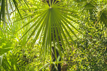 Naklejka na ściany i meble Palm leaves in the sun in the botanical garden