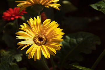 Gerbera yellow flower close-up on green background