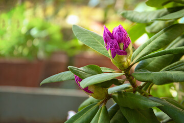 The bud of a rhododendron flower blooms. Close-up