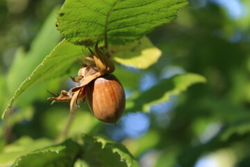 Es wächst auf einem Haselbaum. Die Pflanze ist voller Nährstoffe und Vitamine. Es wird in der...
