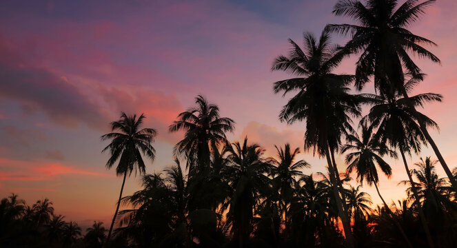 The Silhouette of  tropical  summer with palm trees with sunset sky background,Summer season time mood concept