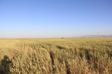 field of wheat
