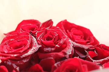 frozen bright red roses with icy dew