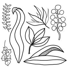 Hand drawing lineart set of floral elements izolated on whte background