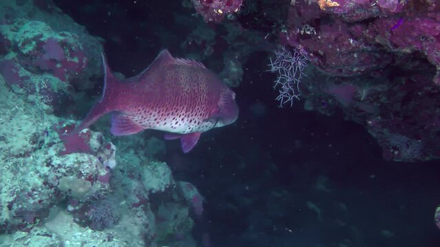 Large Leopard Grouper (Plectropomus pessuliferus) are usually found next to a large cave or grotto that serves as a hiding place.