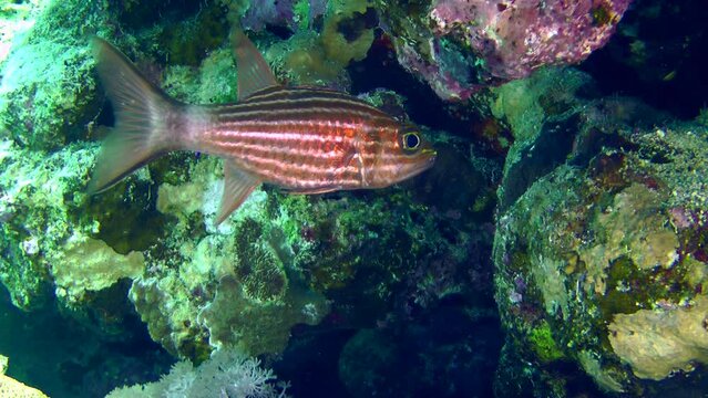 Tiger cardinal or Dogtooth cardinalfish (Cheilodipterus arabicus) usually lurk in reef crevices or caves.