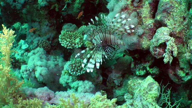 The colorful Common Lionfish (Pterois volitans) with widened fins slowly swims over corals.