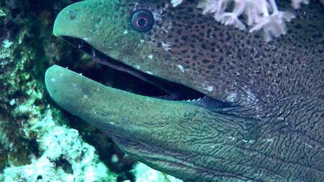 Large Giant moray (Gymnothorax javanicus) sticks its head out of the hole and opens its mouth to the beat of breathing, portrait.