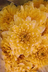 yellow chrysanthemum flowers