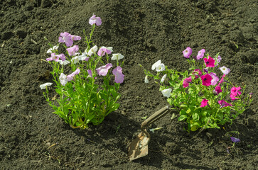 Planting multi-colored petunia flowers in the ground in the garden
