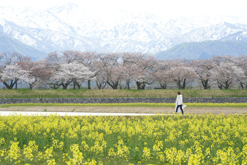 Beautifully blooming rape blossoms against the backdrop of Mt. Asahi and the rows of cherry blossom trees