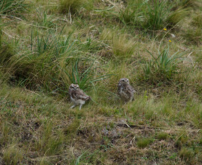 two owls in the grass. big owls in the field