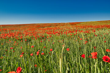 green and red beautiful poppy flower field background