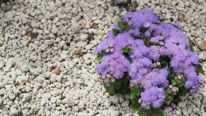 Obraz premium Floss flower in violet or purple color in garden with rocks at Hokkaido Japan.