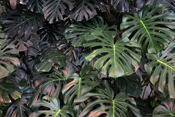 Lots of green monstera leaves © Olga Tkacheva