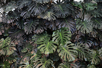 Lots of green monstera leaves © Olga Tkacheva