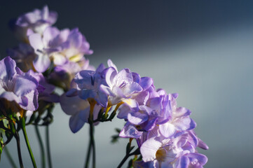 Fototapeta na wymiar Bunch of Purple freesia flowers on dark background