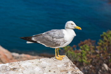 Fototapeta na wymiar Seagulls standing on the coastline rocks.