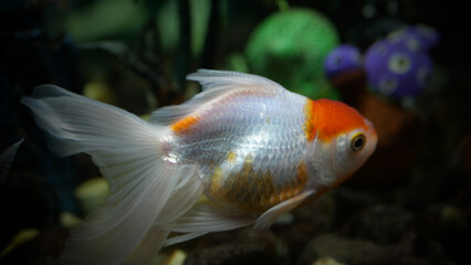 goldfish swimming in the aquarium with clear water, looks very beautiful