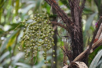 Still unripe green palm fruit acai or arecoideae euterpeae (euterpe oleracea) high on palm tree, edible healthy fruits in Amazon region near the village of Solimões, State of Pará, Brazil.
