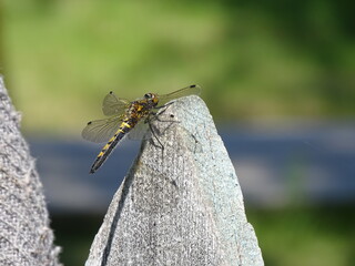dragonfly on the fence