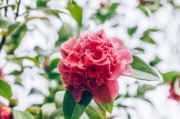 Beautiful Pink Evergreen Camellia Tree with Blooming Flowers during Springtime in English Garden,...