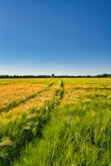 Beautiful agriculture field and blue sky in summertime in brandenburg