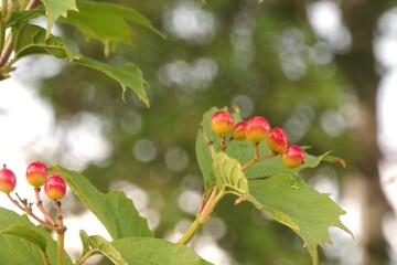 red berries and green leaves