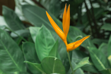 Obraz premium Vibrant Bird of Paradise flower with striking yellow petals. Exotic yellow Bird of Paradise blooming in lush greenery. Tropical beauty: Yellow Bird of Paradise flower close-up