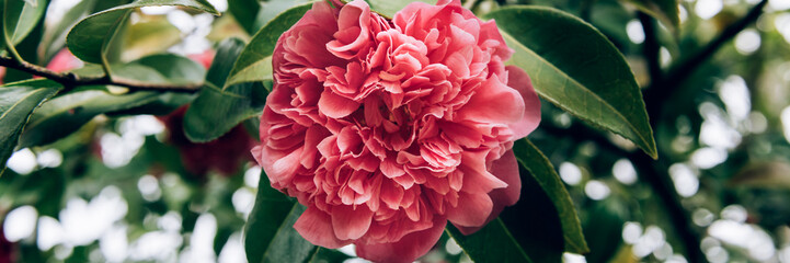 Obraz premium Beautiful Pink Evergreen Camellia Tree with Blooming Flowers during Springtime in English Garden, UK. Spring floral background