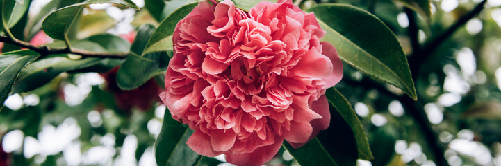 Beautiful Pink Evergreen Camellia Tree with Blooming Flowers during Springtime in English Garden, UK. Spring floral background