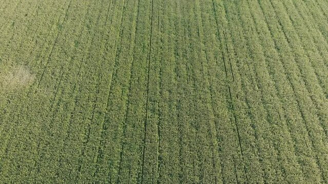 Aerial view with a drone of a field of corn flowered perfectly sown.