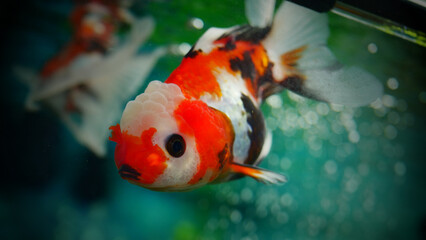 goldfish swimming in the aquarium with clear water, looks very beautiful