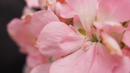 Fototapeta na wymiar Close up of pink camellia flower in Hokkaido Japan.