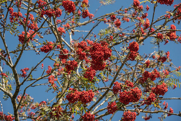 twigs of a rowan ash with fruits