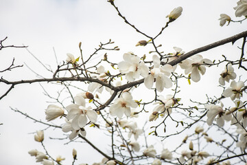 Nice magnolia tree flowers at spring sunny day, nature awakening