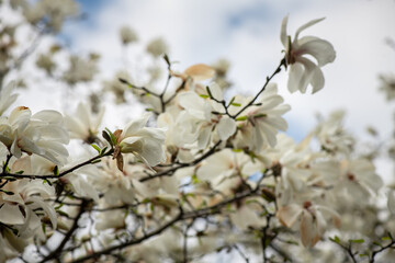 Nice magnolia tree flowers at spring sunny day, nature awakening