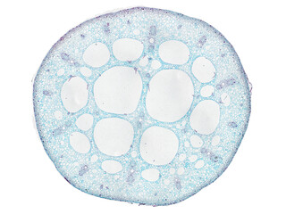 cross section cut slice of plant stem under the microscope – microscopic view of plant cells for...
