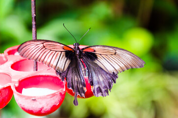 Beautiful Papilio Memnon butterfly on green leaves