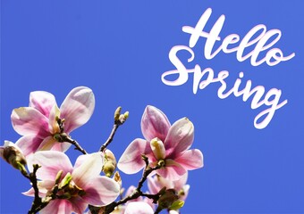 Obraz na płótnie Canvas Magnolias against a blue background. Spring flowers with the text Hello Spring 