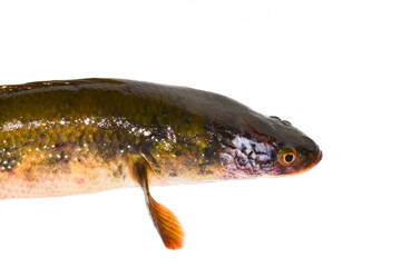 Snakehead fish isolated on white background.